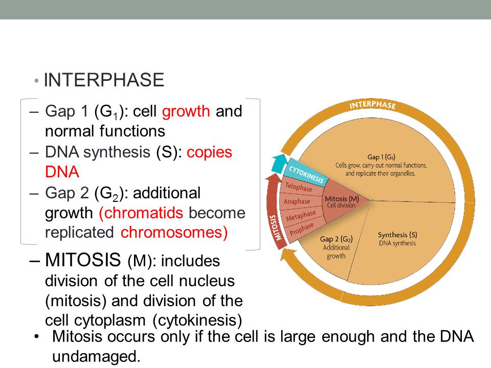 In what phase of mitosis is there sythesis and growth